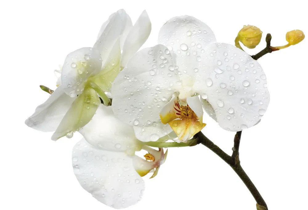 White Orchid