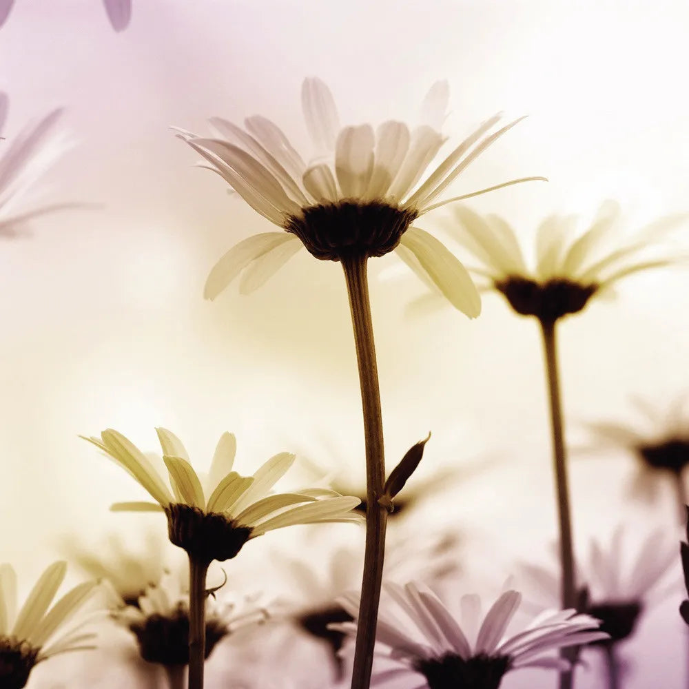 Camomiles