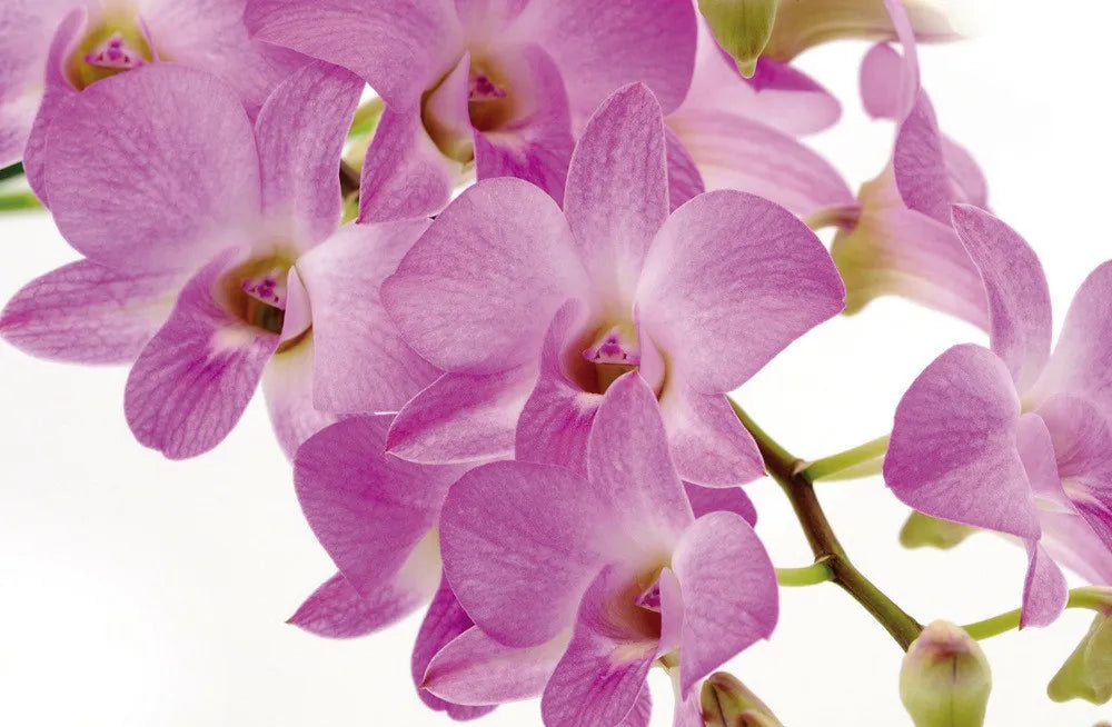 Orchid