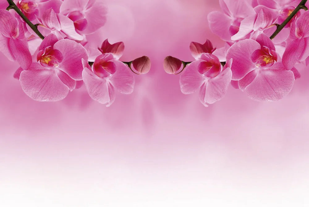 Orchid