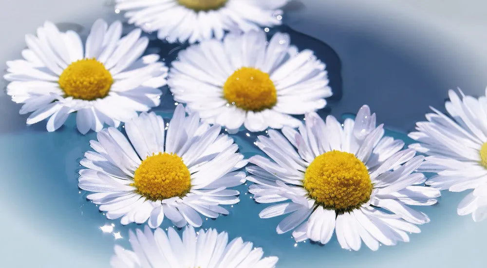 Camomiles
