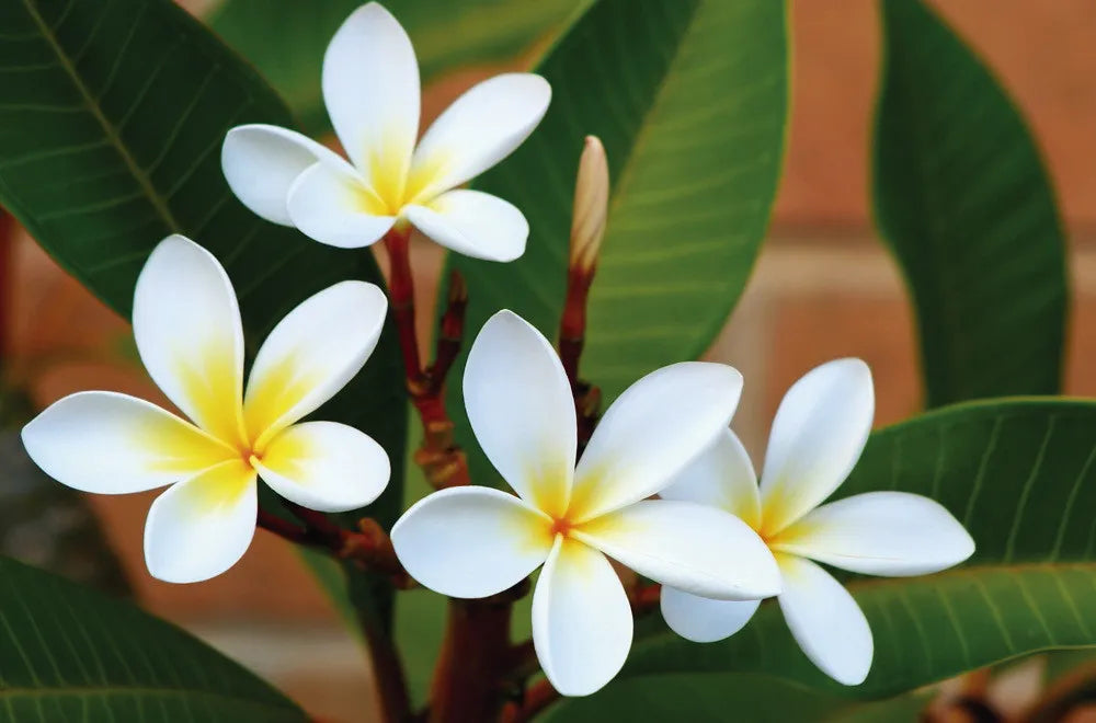 Plumeria