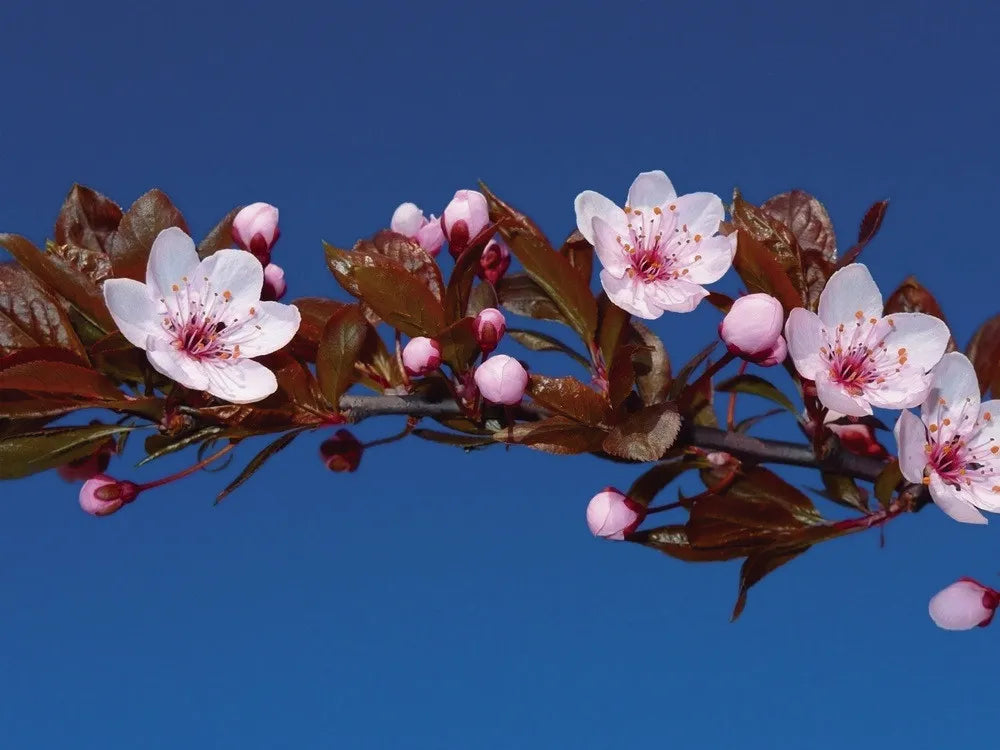 Blossom