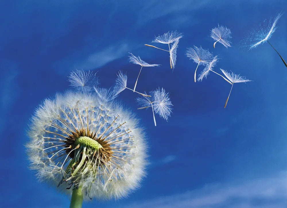 Dandelion