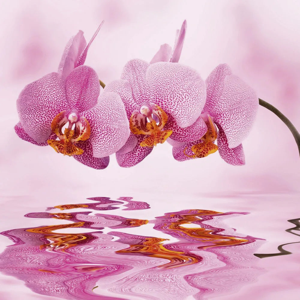 Orchid in the water