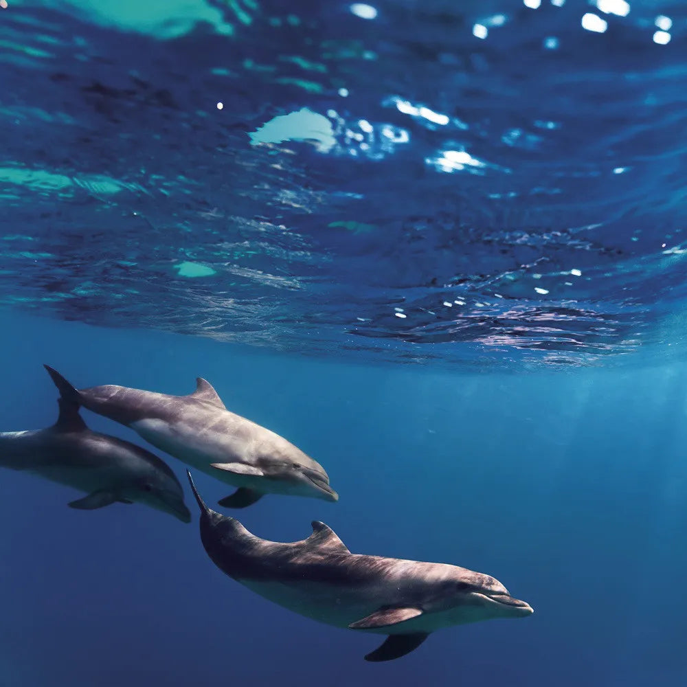 Dolphins