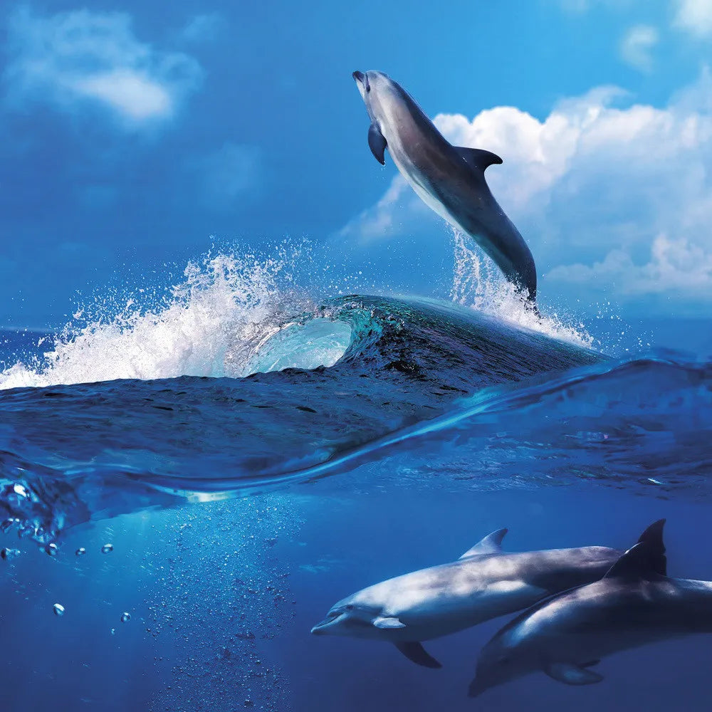 Dolphins