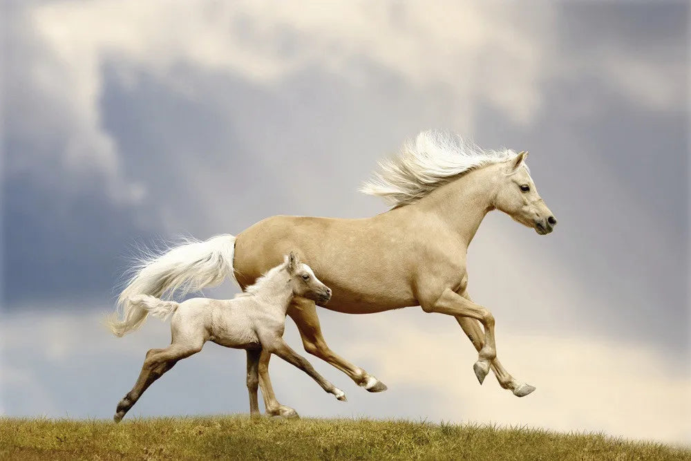 Horses