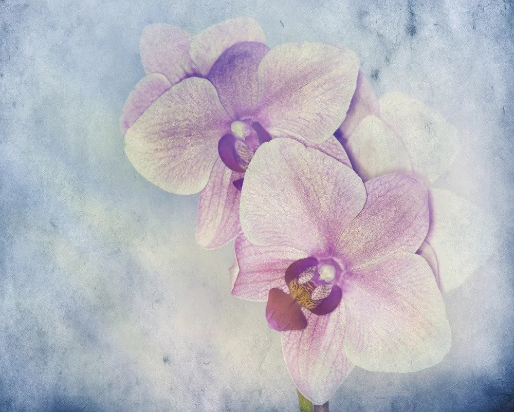 Orchid