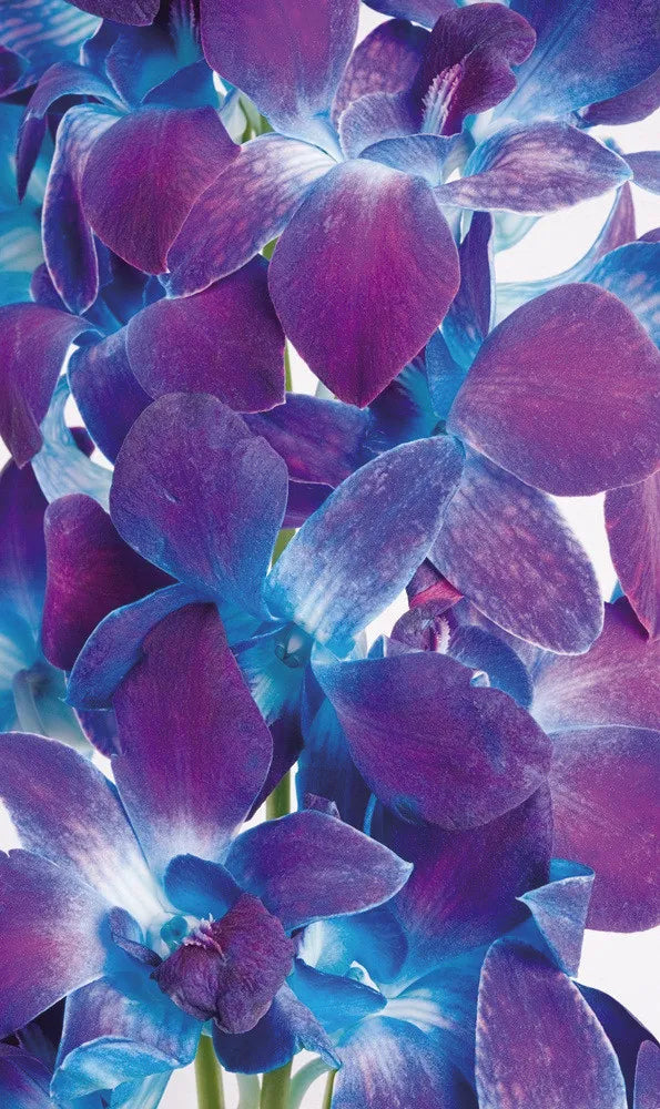 Orchids