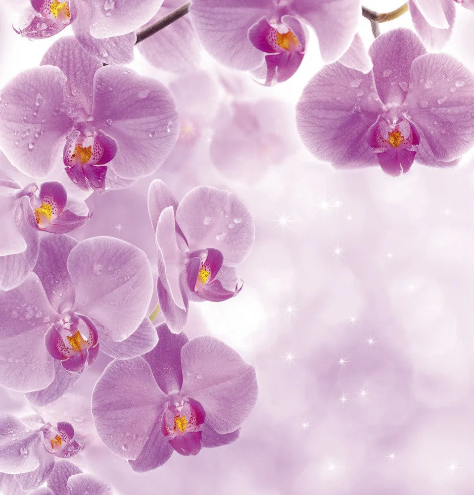 Purple Orchid