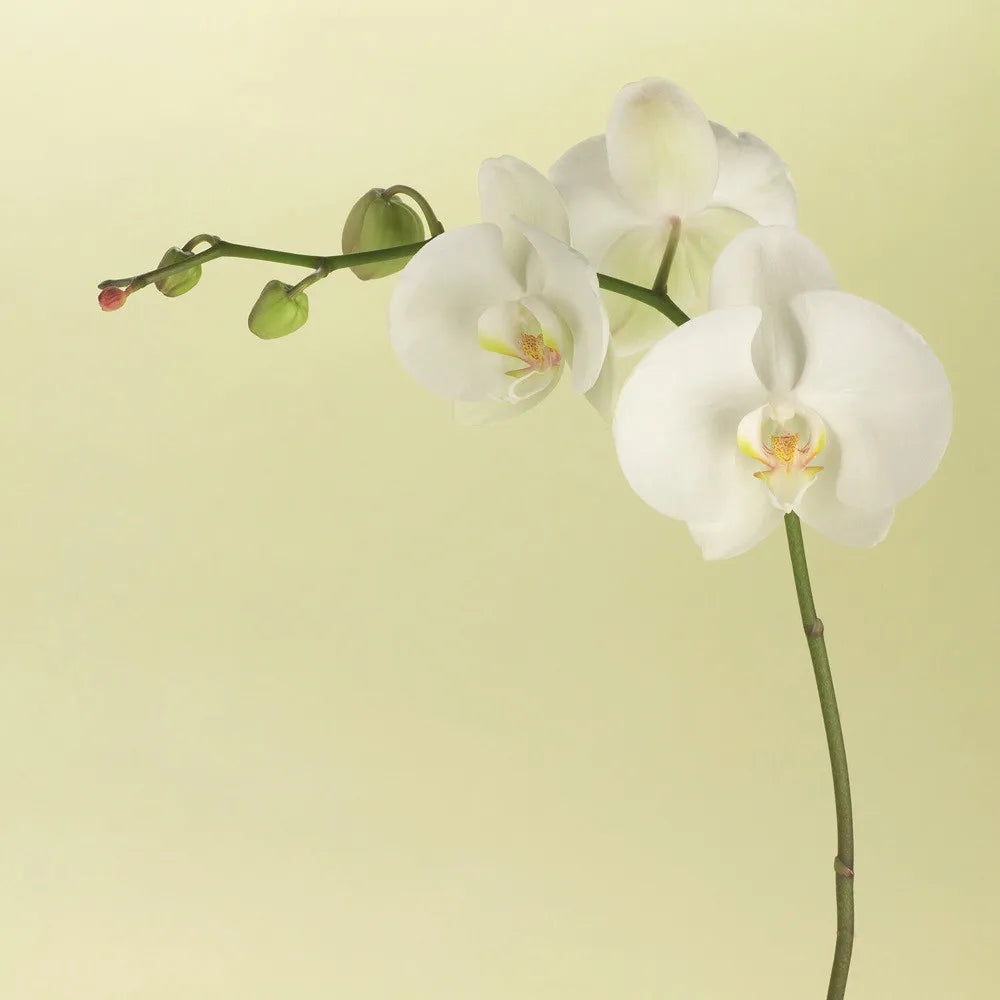 Orchids