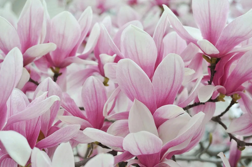 Magnolia