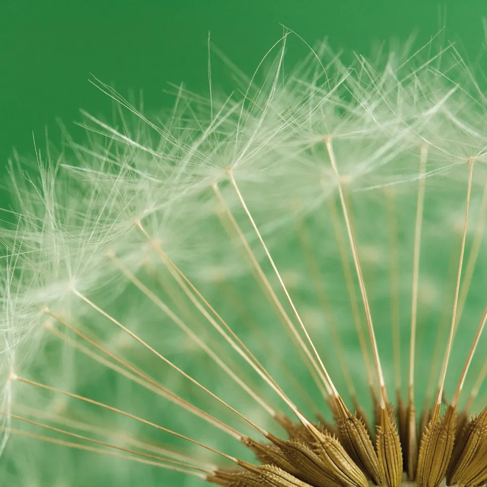 Macrophoto, dandelion