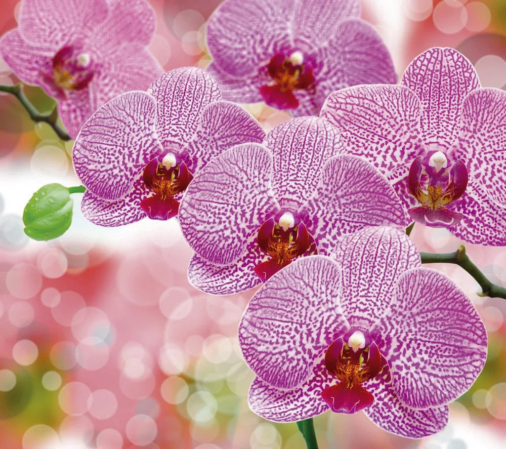Orchid
