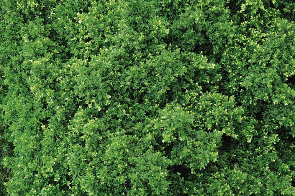 Leaves