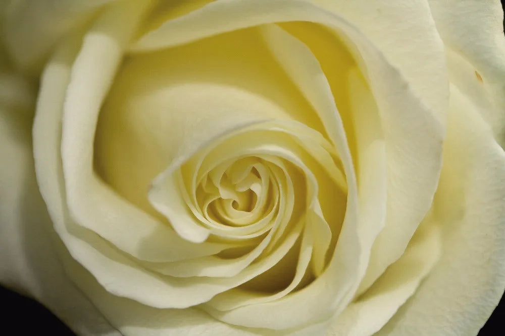 Rose bud