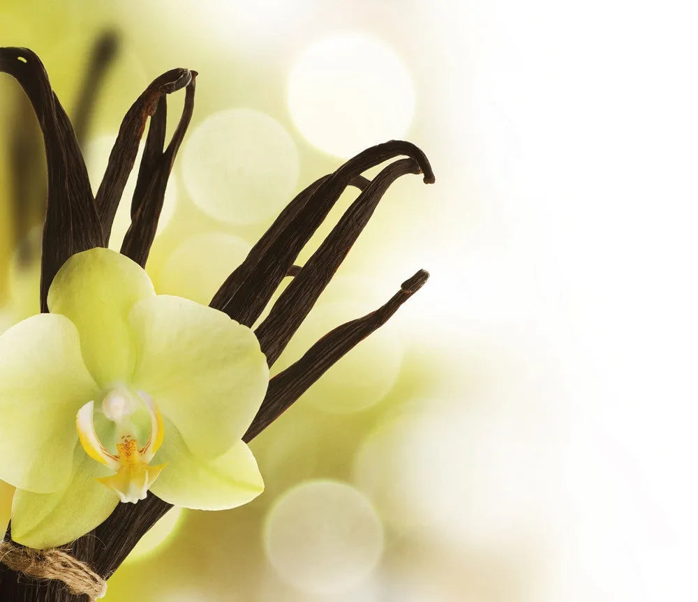 Orchid