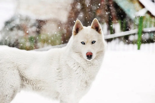 Husky