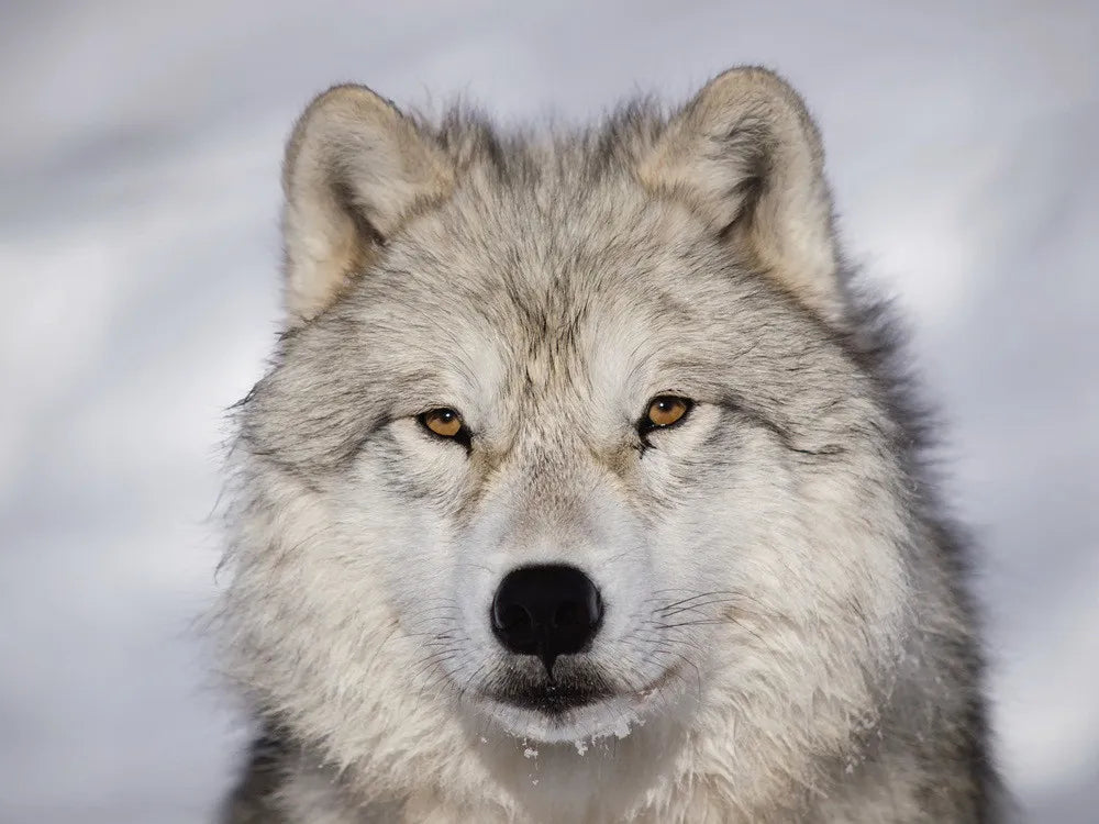 wolf