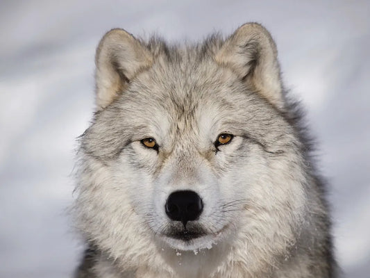 wolf