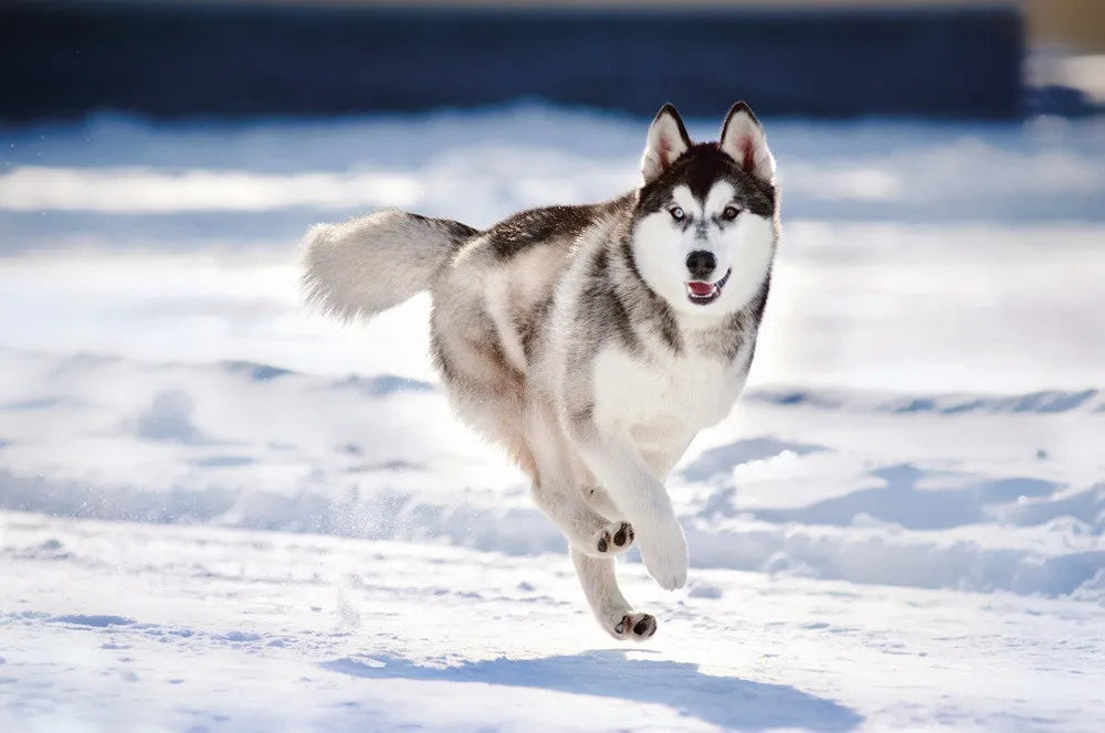 Husky