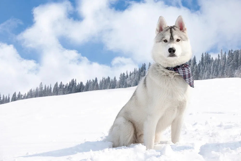 Husky