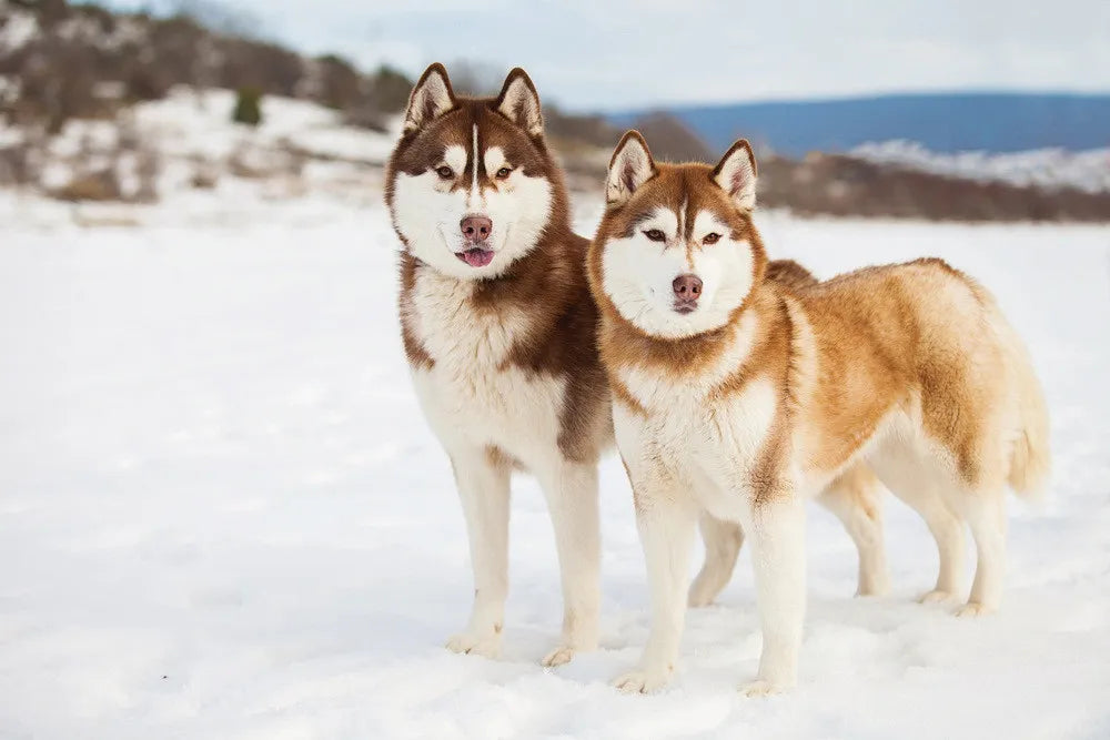 Husky