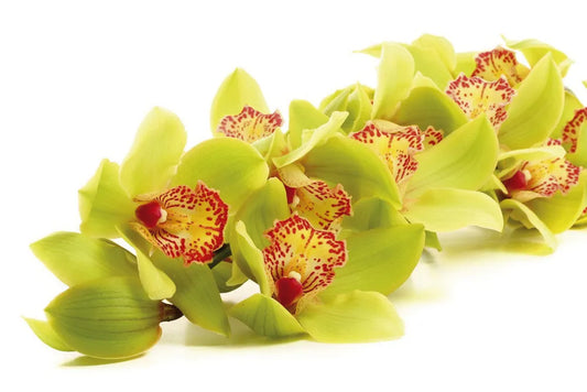 Orchid