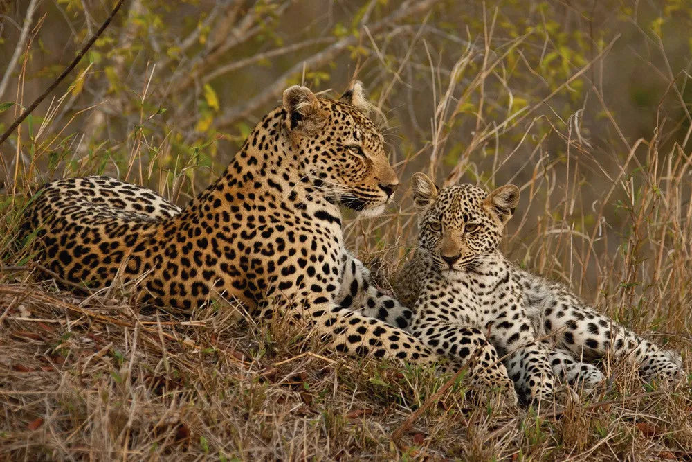 Leopard