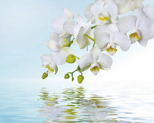 orchid