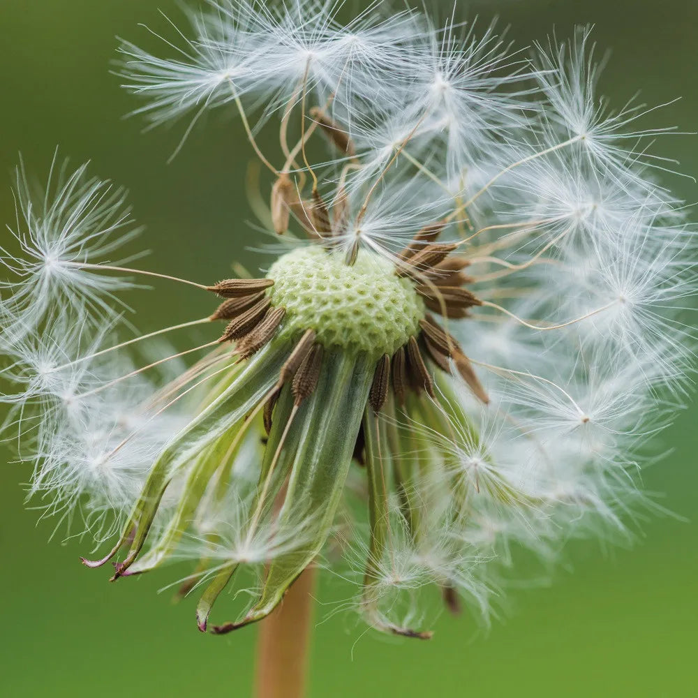 dandelion