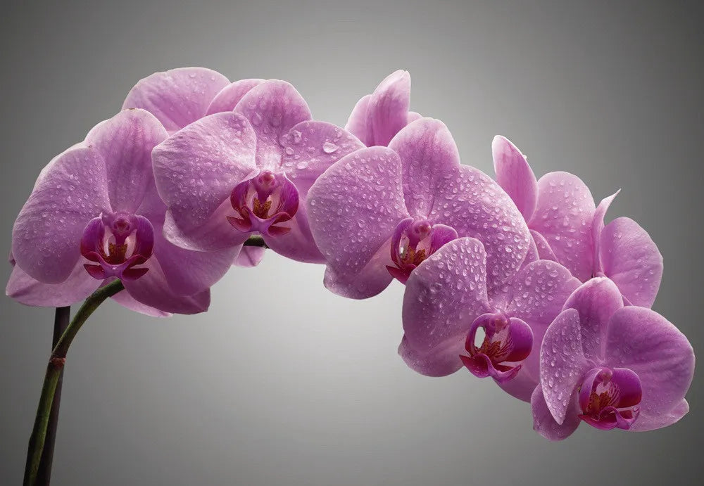 orchid
