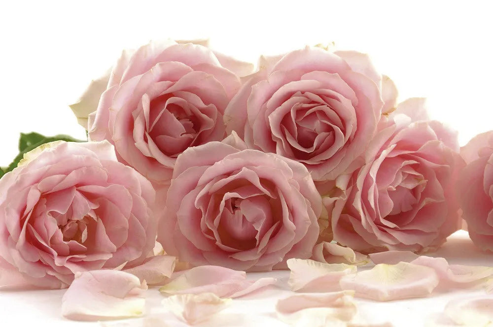 roses