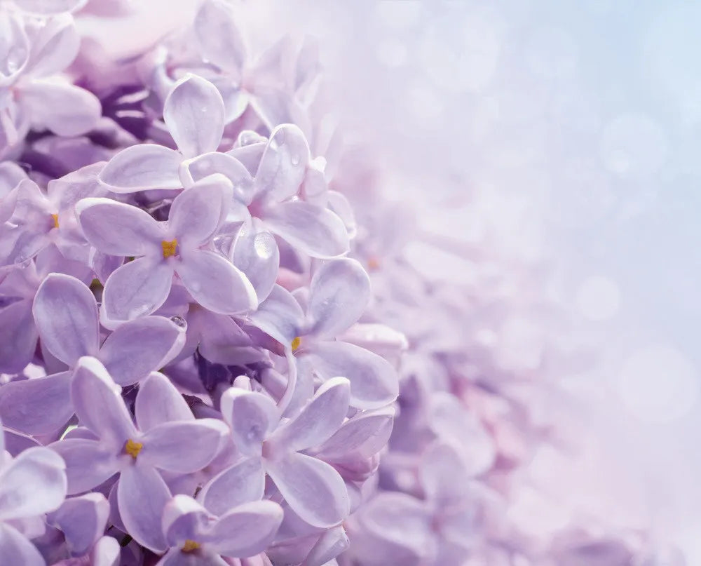 lilac