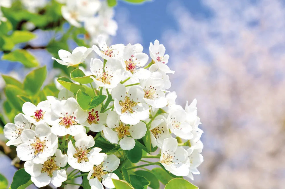 flowering