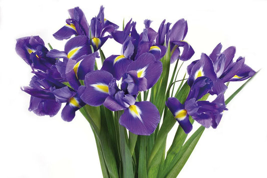 irises