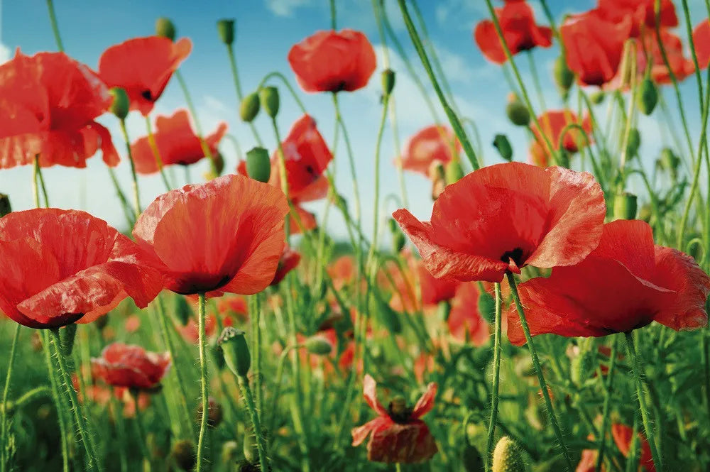 poppy