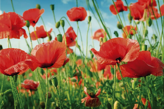poppy