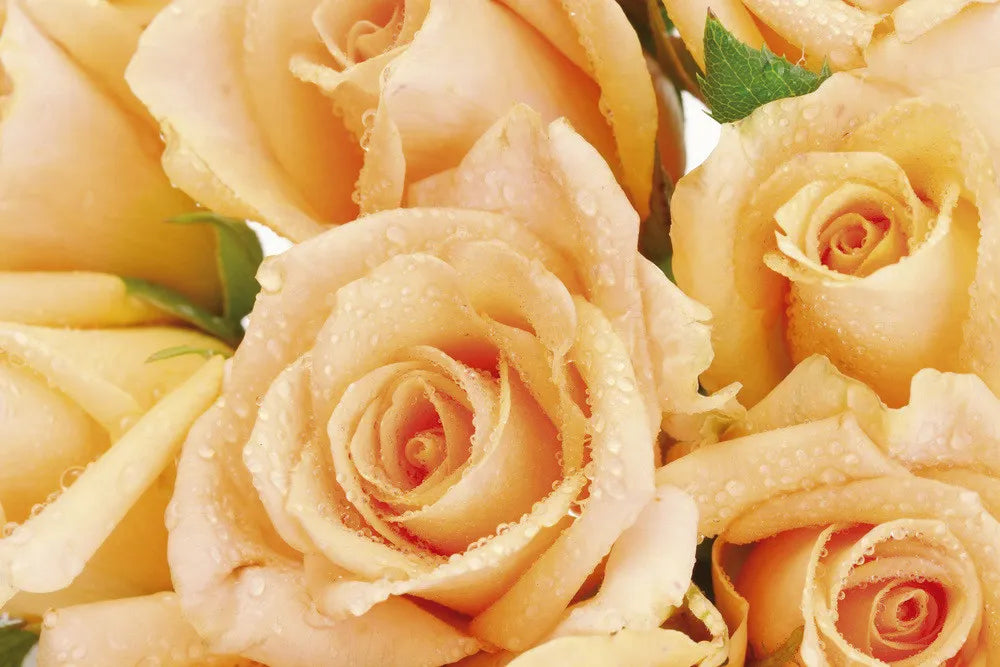 roses