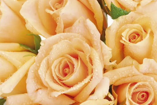 roses