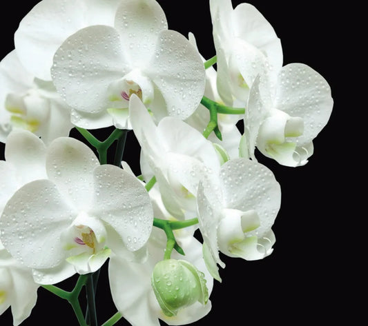 orchid