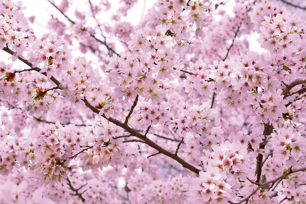 Blooming tree