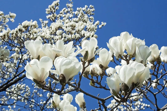 magnolia