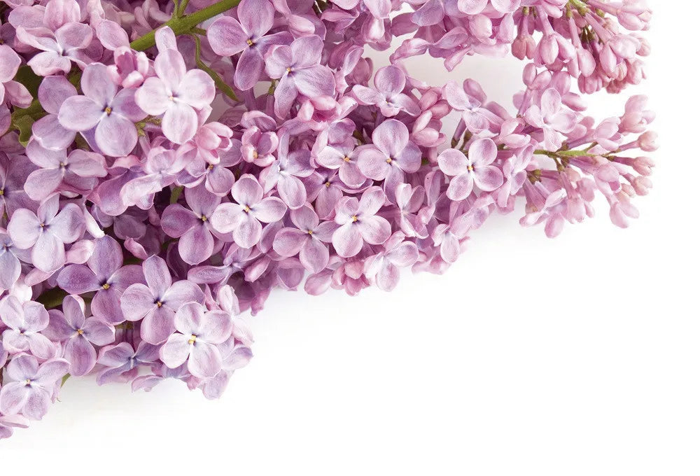 lilac