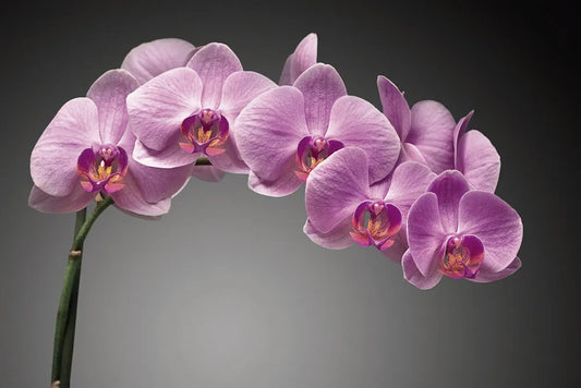 orchid