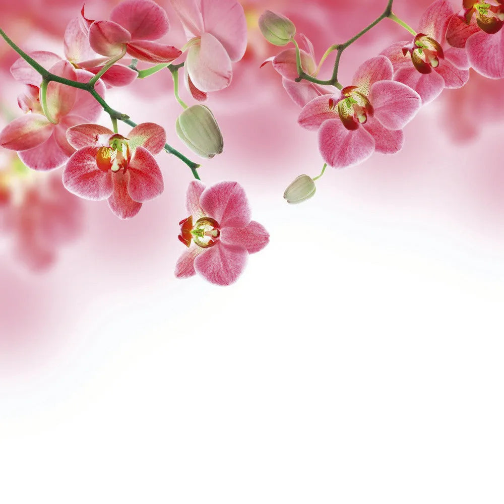 orchid