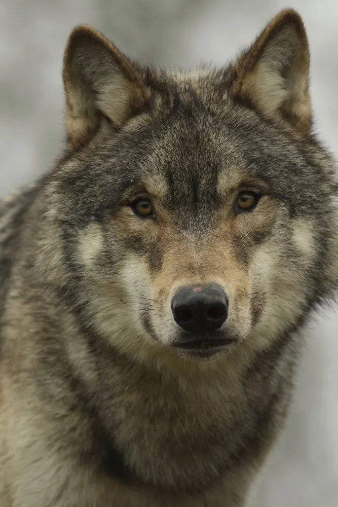 Wolf, North