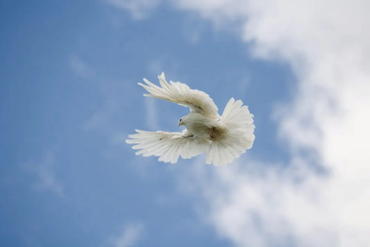 The dove in the sky