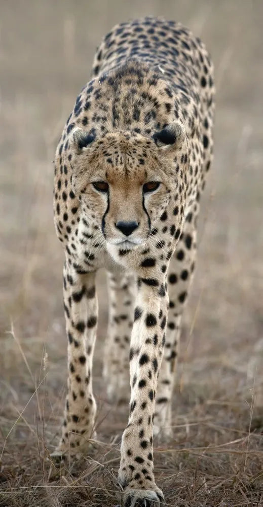 Leoprad
